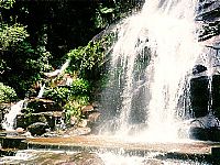Floresta da Tijuca 